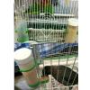 CUSROS Automatic Bird Cage Water Dispenser view 3