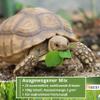 BEESI 100g Tortoise Seed Mix for Feed Plants view 3