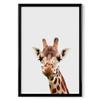 artboxONE Giraffe African Animal Poster with Black Frame, 30 x 20 cm, for Children view 3