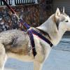 CUSROS Adjustable Dog Leash view 3