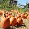 Naturkost Schulz Organic Pumpkin Seeds from Styria, Unsalted and Unroasted (1000 g) view 2