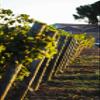 Domaine de la Baume Viognier White Wine from Southern France, Cuvée Elisabeth (1 x 0.75 L) view 2