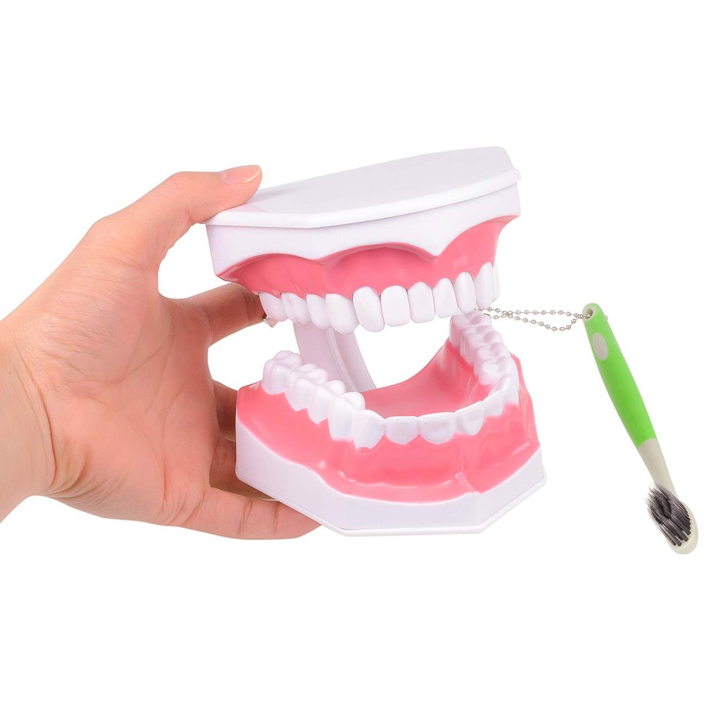 Adult Dental Learning Model with Lower Teeth and Removable Toothbrush