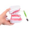 Adult Dental Learning Model with Lower Teeth and Removable Toothbrush view 2