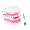 Adult Dental Learning Model with Lower Teeth and Removable Toothbrush view 3