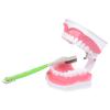 Adult Dental Learning Model with Lower Teeth and Removable Toothbrush view 4