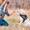No-Pull Dog Harness with Leash, Adjustable, Soft-Padded Reflective Oxford Vest view 4