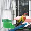 Automatic Bird Water Feeder view 3