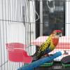 Automatic Bird Water Feeder view 3