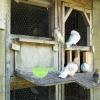 balacoo 2-Piece Plastic Bird Nest Holder Set, 14 x 11 x 5 cm view 2