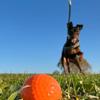 Lanco Small Tennis Ball - 100% Natural Rubber view 3