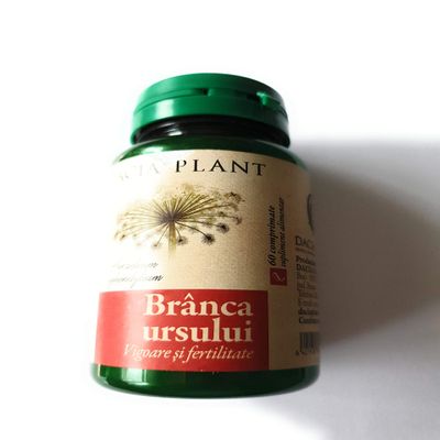 Branca Ursului