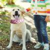 Cooling Collar for Dogs view 2