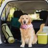 Cooling Collar for Dogs view 3