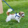 Chihuahua Yorkshire Terrier Small Dog Soft Nylon Pet Walking Harness Vest, Schnauzer, M, Black view 2