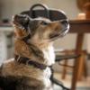 Jack & Russell Leather Dog Collar - Fat Tony (L) view 2