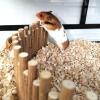 Natural Wood Bridge and Fence for Hamsters and Small Pets, 60 cm view 2