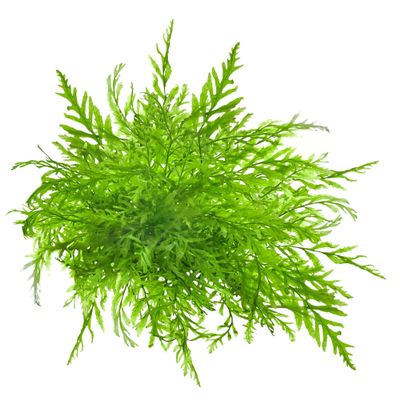 USCAPE Bolbitis heudelotii Congo Fern In Vitro XL, 8.5 cm Beaker