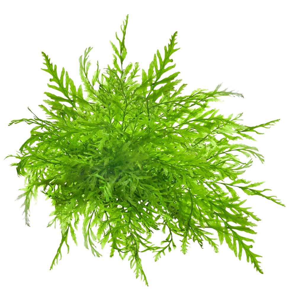 USCAPE Bolbitis heudelotii Congo Fern In Vitro XL, 8.5 cm Beaker