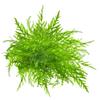 USCAPE Bolbitis heudelotii Congo Fern In Vitro XL, 8.5 cm Beaker view 1