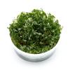 USCAPE Bolbitis heudelotii Congo Fern In Vitro XL, 8.5 cm Beaker view 2