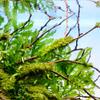 USCAPE Bolbitis heudelotii Congo Fern In Vitro XL, 8.5 cm Beaker view 3