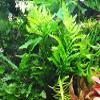 USCAPE Bolbitis heudelotii Congo Fern In Vitro XL, 8.5 cm Beaker view 4