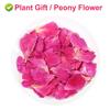 Peony Flower Petals, 30 g/1.05 oz – Plant Gift view 2