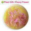 Peony Flower Petals, 30 g/1.05 oz – Plant Gift view 3