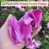 Peony Flower Petals, 30 g/1.05 oz – Plant Gift view 4