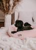 Dingo HugMe Pet Bed, 50 cm, Pink view 2