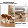 Elevated Ceramic Dog Bowl with Stand, Double Bowl, 530 ml view 3