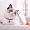 EVTSCAN Japanese Style Cat Collar with Extension Chain (Pink) view 2