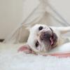 Good Luck Fluffy Plush Dog Blanket, Extra-Soft Warm Pet Sleeping Mat view 4