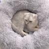 Washable Pet Bed for Small Dogs and Cats (Light Gray, 35CM) view 4