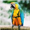 PiniceCore Adjustable Parrot Harness and Leash view 3