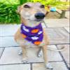 Dimples Dog Bandana - Purple Halloween Ghosts, 40 cm view 3