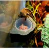U/D Magnetic Reptile Feeding Cup for Geckos, Food and Water Bowl, Brown (Blue) view 4