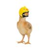 Chicken Helmet - Funny Pet Safety Helmet view 1