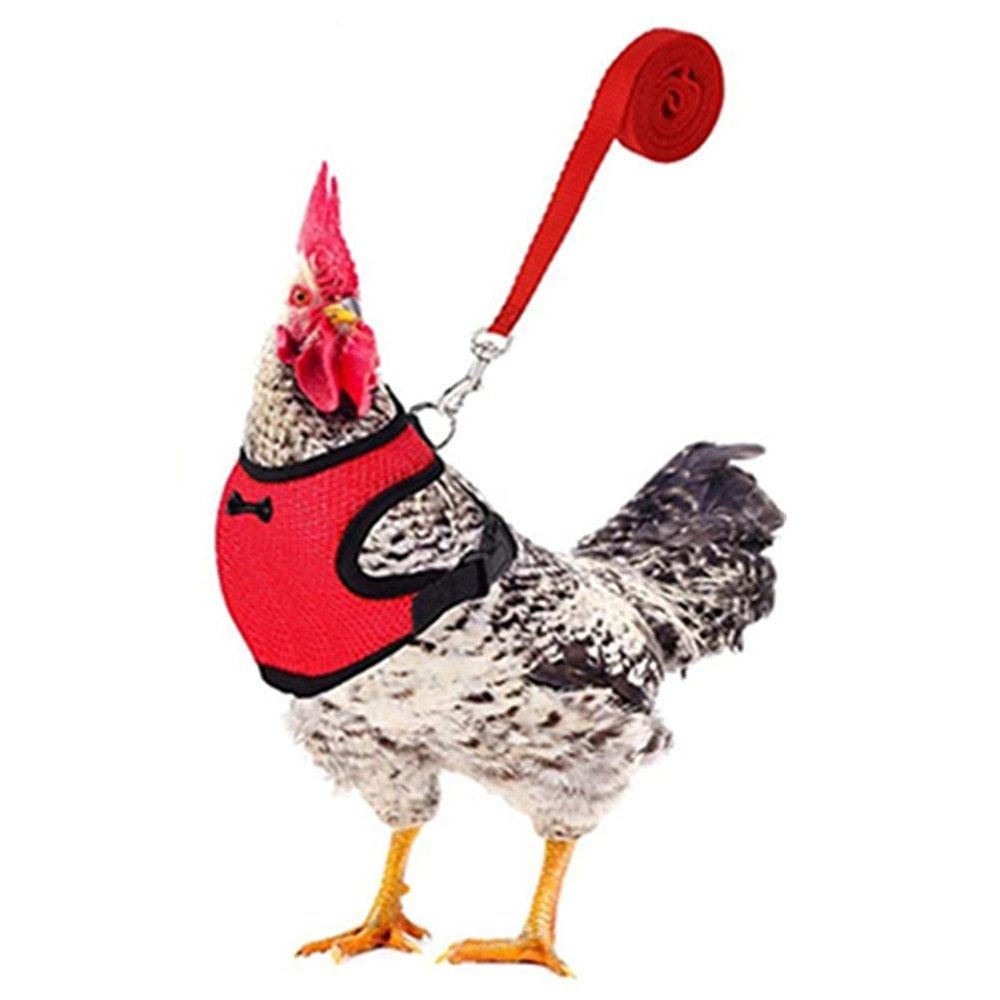Chicken and Duck Harness with Leash, Adjustable and Breathable
