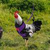 Chicken and Duck Harness with Leash, Adjustable and Breathable view 3