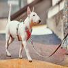 Hurtta Venture No-Pull Harness for Dogs, Reflective, Adjustable, Waterproof, Coral Pink, 40–45 cm view 2