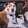 Uiopa 2-Pack Personalized Dog Tags view 3