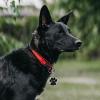Uiopa 2-Pack Personalized Dog Tags view 4
