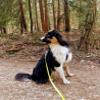 Twinkys Dog Style Waterproof Training Leash 5m Neon Yellow view 2
