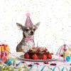 Dog Birthday Hat - Pet Birthday Hat and Bow Tie Collar Set (Pink) view 2
