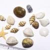 Bontannd 2 Boxes 3D Natural Nail Art Decorations, Mini Shells and Starfish, DIY view 3