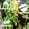 Hamiledyi Reptile Corner Branch and Hanging Vine Terrarium Decor with Suction Cup view 4