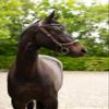 PresTeq FaySport Leather Bridle with 12 Anatomical Features (Pony, Brown) view 2