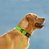 Taglory Reflective Dog Collar view 2